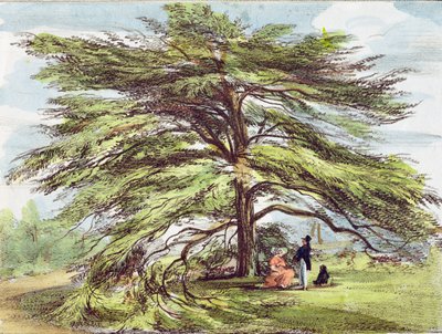 Die Libanon-Zeder im Arboretum, Kew Gardens, Tafel 21 aus 